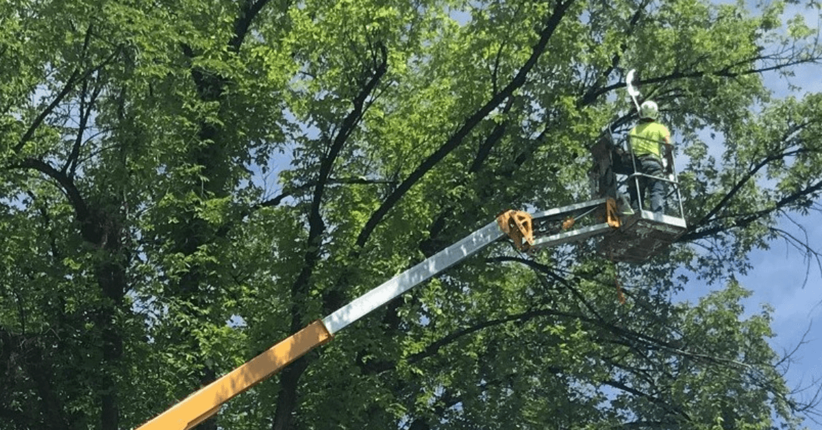 Tree Trimming