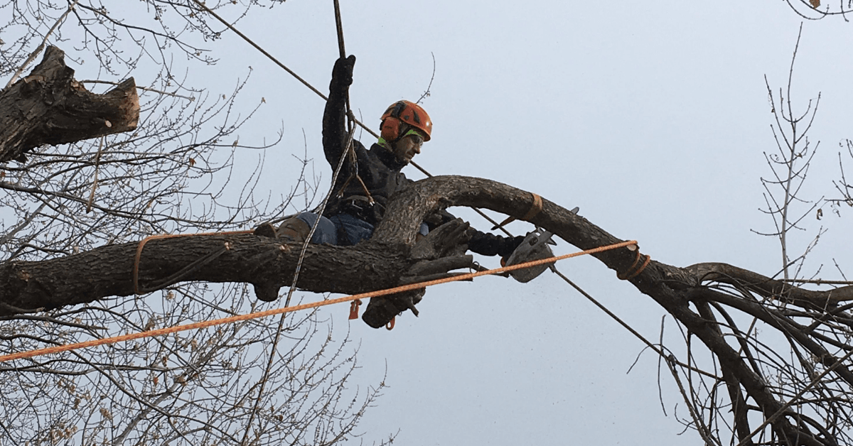 Tree Pruning