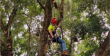 trained tree care professionals