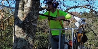 tree pruning