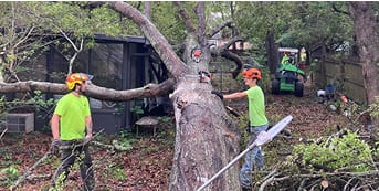 tree removal