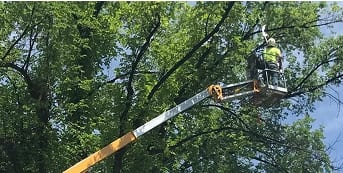 tree trimming