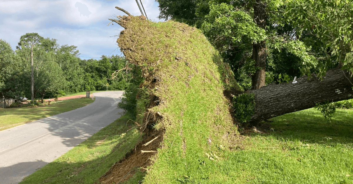 Crane-assisted tree removal in Pace, FL, with a licensed crew safely lifting large tree sections near a home