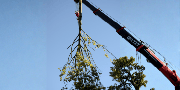 crane assisted tree removal