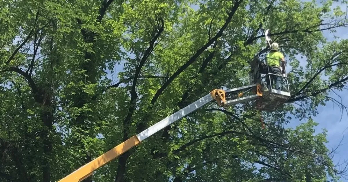 Tree Trimming