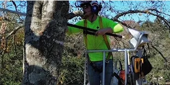 tree pruning