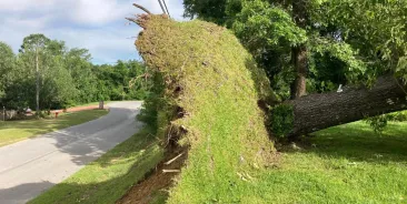 Crane-assisted tree removal in Pace, FL, with a licensed crew safely lifting large tree sections near a home