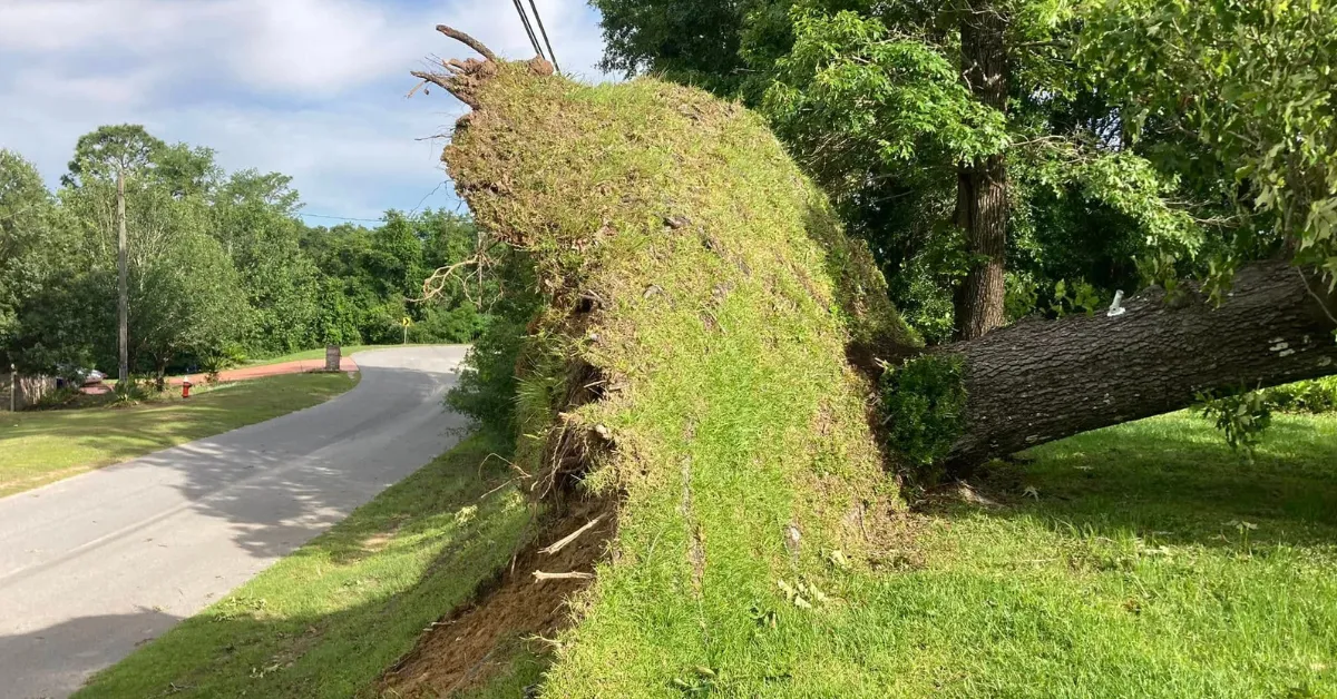 Crane-assisted tree removal in Pace, FL, with a licensed crew safely lifting large tree sections near a home