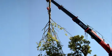 crane assisted tree removal