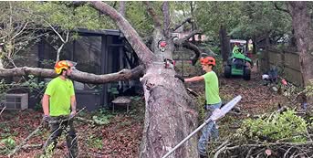 tree removal